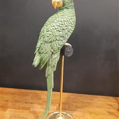 Green parrot