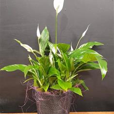 Peace lily